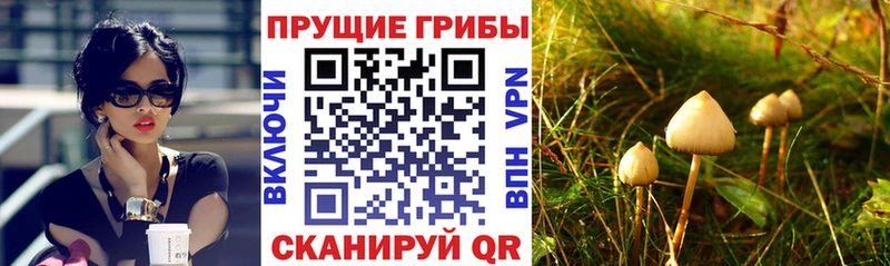 Галлюциногенные грибы Psilocybe  мориарти наркотические препараты  Богородицк 